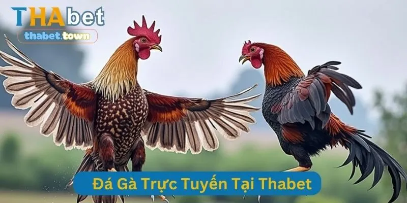 Đá Gà Trực Tuyến Tại Thabet